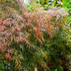 Moon Valley Nurseries
