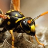 Bug-A-Pest Termite & Pest Control gallery
