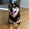 Liz's Pet Care gallery