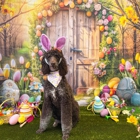 Aloha Pet Resort & Spa