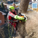 Albemarle Felling Pro - Stump Removal & Grinding