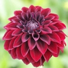 Dahlia Natural Health Clinic gallery