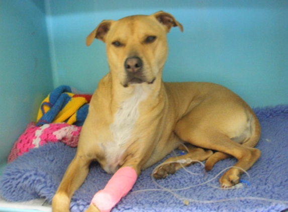 Petstock Vet Hospital - Altona North - Altona North, VIC