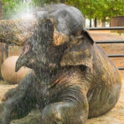 Two Tails Ranch: All About Elephants