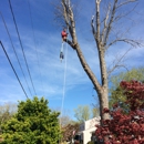Bigelow's Tree Service and Lawn Care - Tree Service