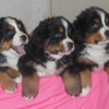 Colorado Bernese Puppies gallery