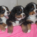 Colorado Bernese Puppies - Pet Services