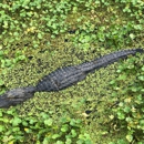 Sweetwater Wetlands Park - Parks