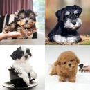 Puppy Therapy - Pet Breeders