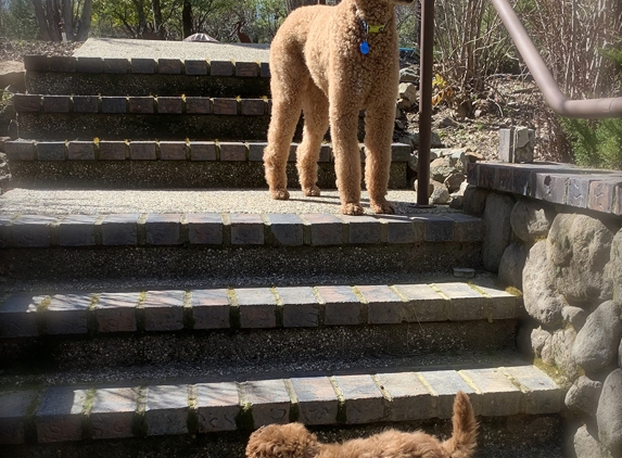 Sarahs Gold Country Groomers - Nevada City, CA. My two red babies.