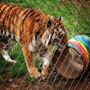 Carolina Tiger Rescue