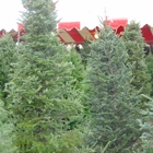 Christmas Tree Lot at Moon Valley Nurseries - Buda
