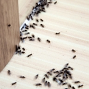 Pest Shield Inc. - Termite Control