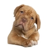 Montecito Animal Clinic gallery