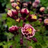 Lynde Greenhouse & Nursery and Landscape Design gallery