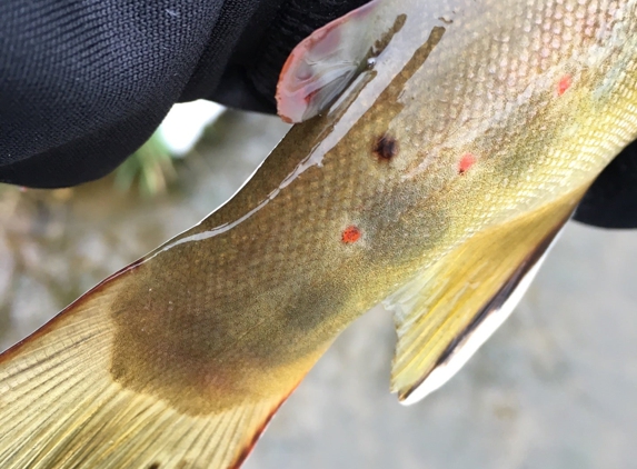 Beaver Creek Fly Shop - Hagerstown, MD