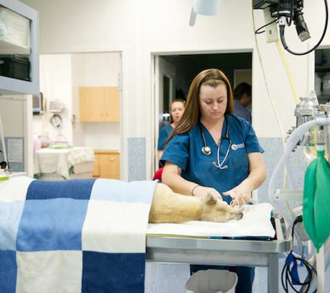 Nicklin Way Veterinary Surgery - Warana, QLD