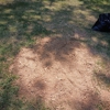 Stump Grinding Services gallery