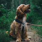 Alpha Dog Events