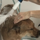 Shawnee Dogs' Grooming