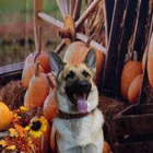 Highland Pet Co East