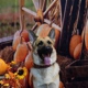 Highland Pet Co East