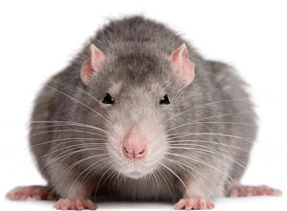 Bega Valley Pest Control - Tura Beach, NSW