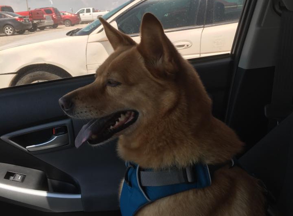 Baxter County Animal Control - Midway, AR. Foxy's Ride Home!