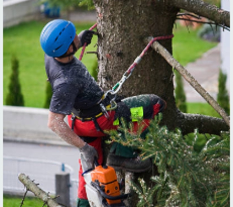 Top Quality Tree Service - Lebanon, TN