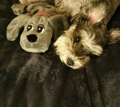 Nikki's Pet Spa - Norco, CA. Jack and pal taking a nap.