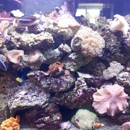 Marine Scenes - Aquariums & Aquarium Supplies