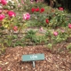 Berkeley Municipal Rose Garden