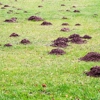 Cardinal Lawns gallery