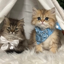 The Grand Feline Hotel & Salon - Pet Grooming