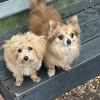 Hoffman Haus Pet Resort gallery