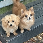 Hoffman Haus Pet Resort