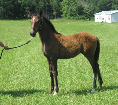 Argent Sky Equestrian Training Center Inc. - Miami, FL