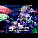 Aqua Dreams - Pet Stores