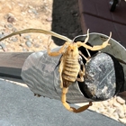 Firehouse Pest Control Services