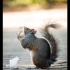 Turbo Pest Solutions gallery