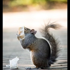 Turbo Pest Solutions