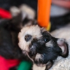 A'Lord Miniature Schnauzer gallery