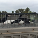 Pigeon Control Phoenix - Bird Barriers, Repellents & Controls