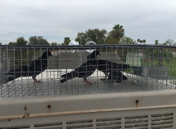 Pigeon Control Phoenix - Phoenix, AZ