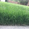 Clean Air Lawn Care gallery