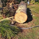 Big Orange Tree Services - Tree Service