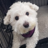 PT's Pet Sitting Service gallery