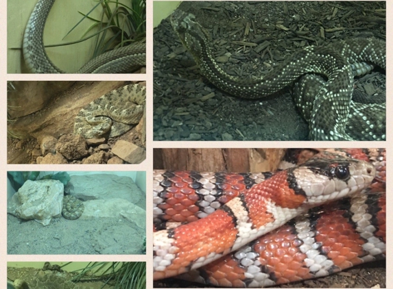 Rattlesnake Museum - Albuquerque, NM
