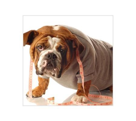 Valley Veterinary Surgery Pty Ltd - Walkerston, QLD