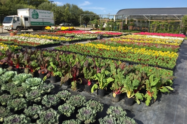 Suburban Plants Landscape 1810 La Prada Dr Mesquite Tx 75150